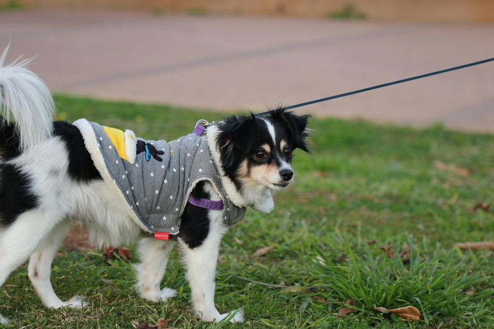 Dækkener til hunde: sådan holder du din hund varm og tør året rundt